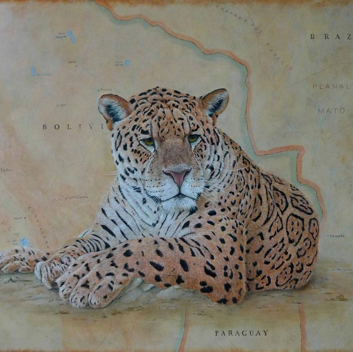 Jaguar d'Amérique du Sud