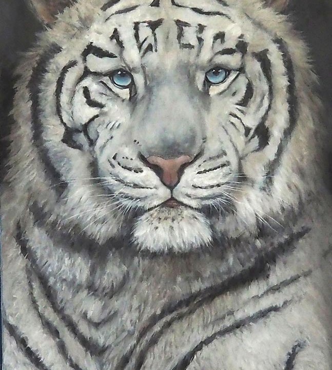 Tigre blanc (noir et blanc)